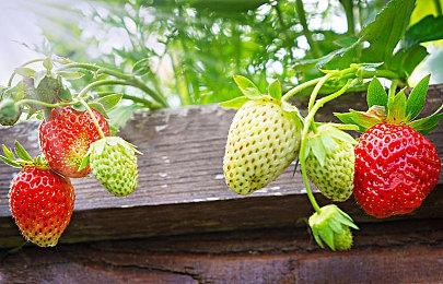 《怪物猎人：荒野》猎人组队视频 召唤打手来帮忙